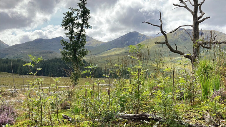 A view of the countryside near Glenfinnan Viaduct.