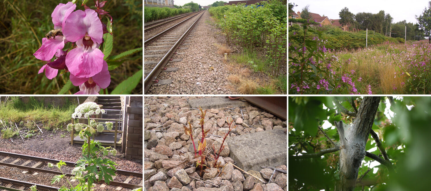 Various common plant species found on or near railways.